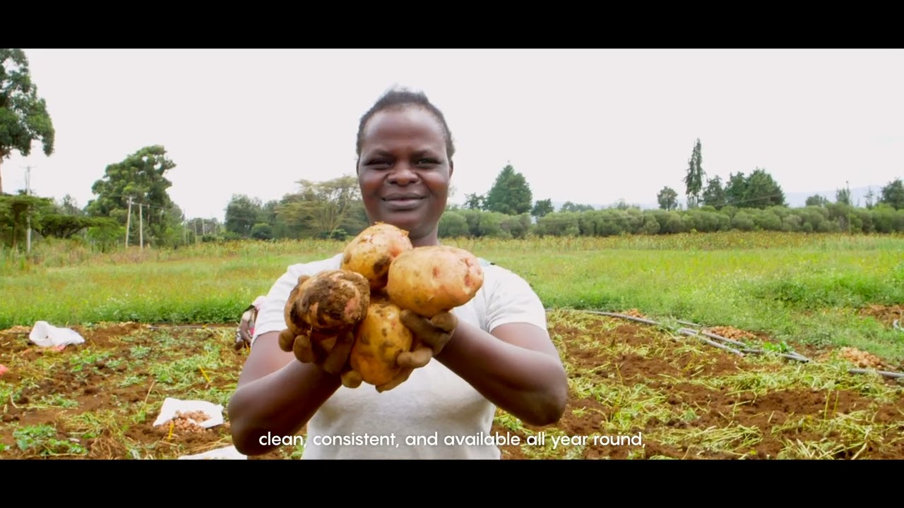 HZPC presents NOVA Hybrid True Potato Seeds