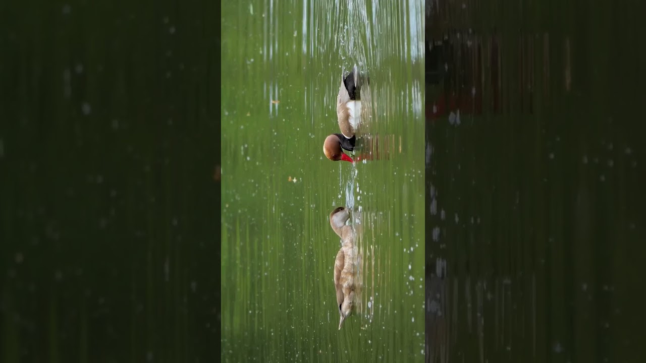 Ducks - Relaxation video - Stress relief, meditation, calming, healing, yoga.
