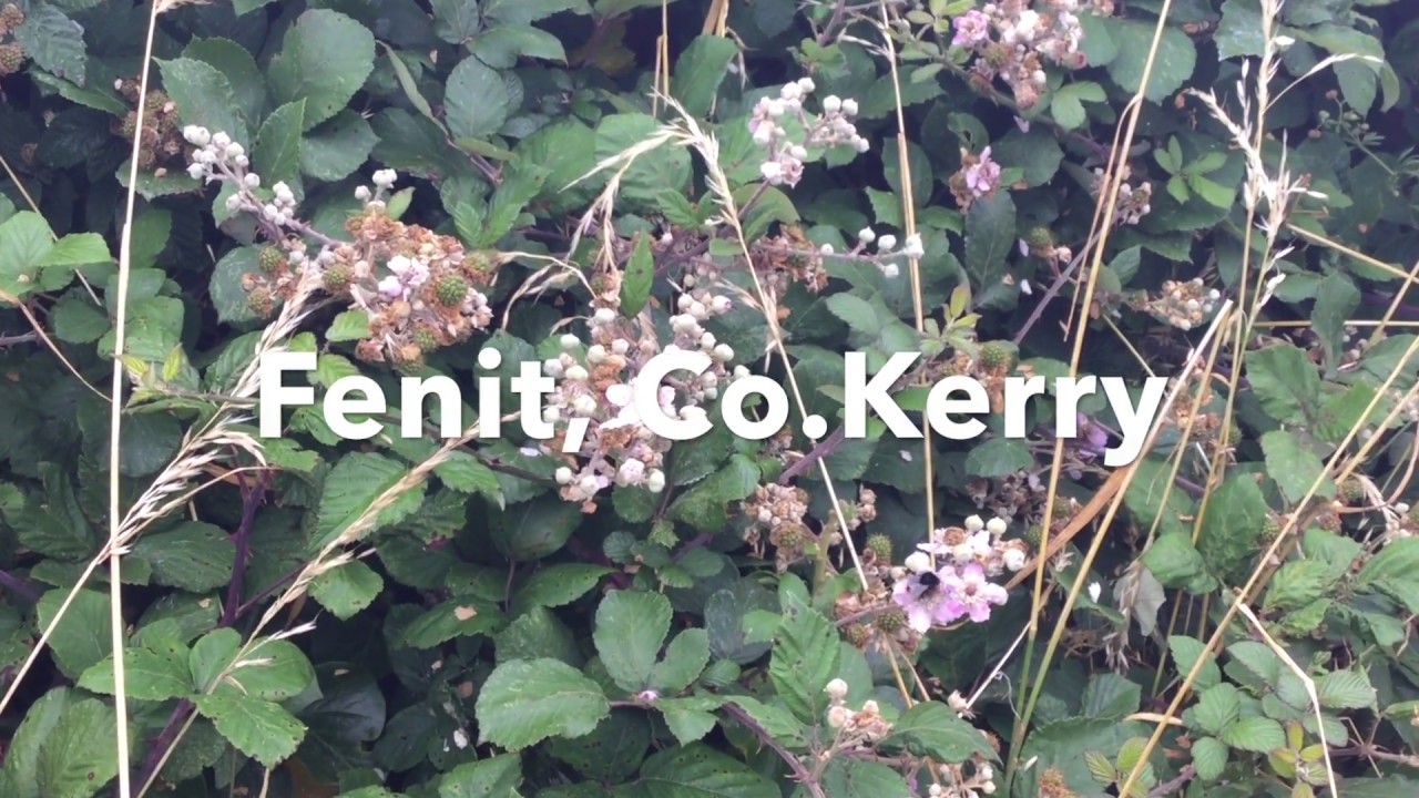 Fenit, Co Kerry