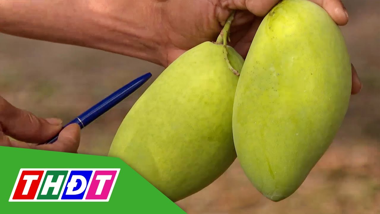 Sản lượng xoài cát Hòa Lộc vụ Tết giảm | THDT