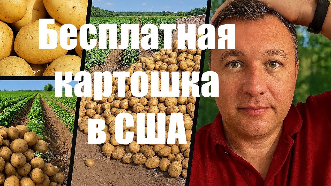 Картошка в США — бери, сколько унесёшь! 😄