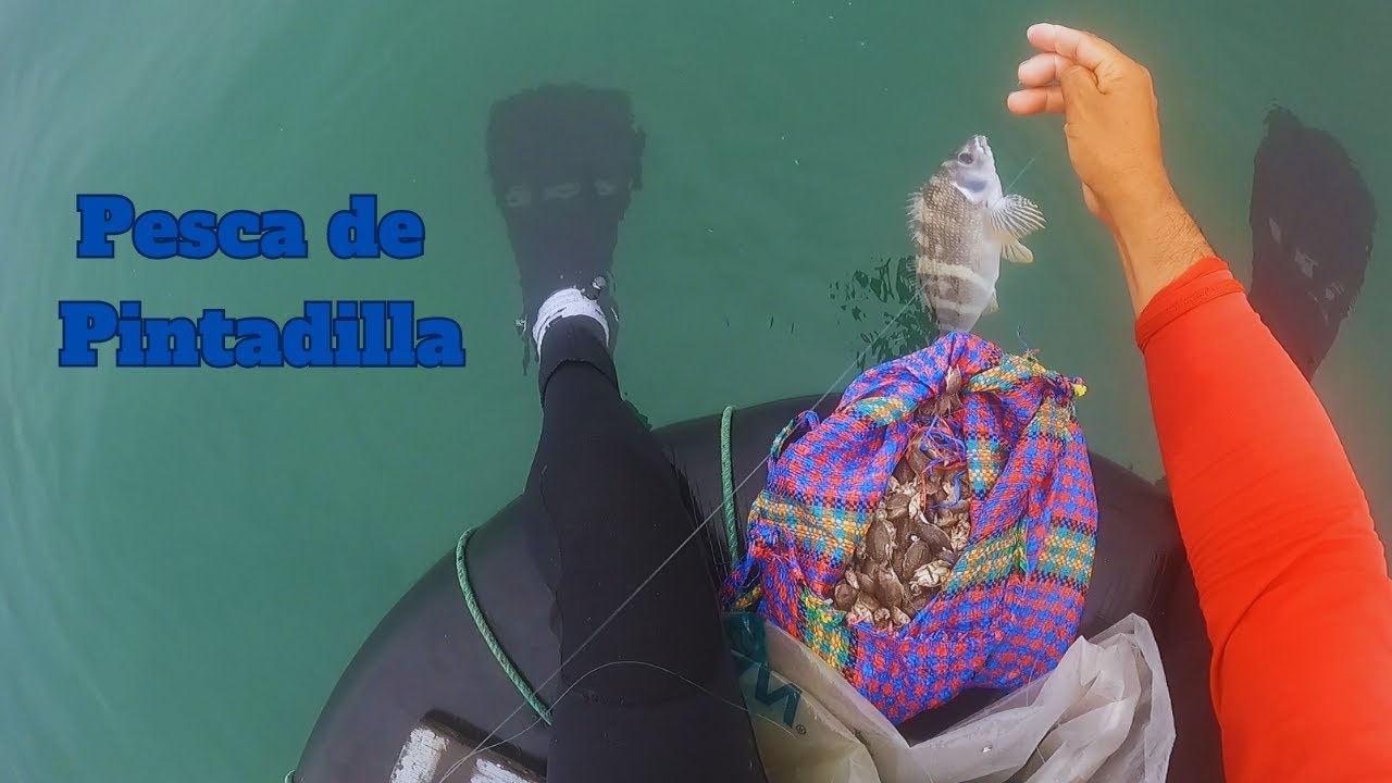 Pesca de Pintadilla