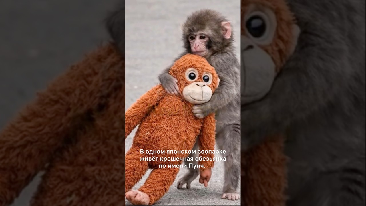 ❤️💗МАМА ДЛЯ МАЛЕНЬКОЙ ОБЕЗЬЯНКИ🐵🐒💞#shorts #popular