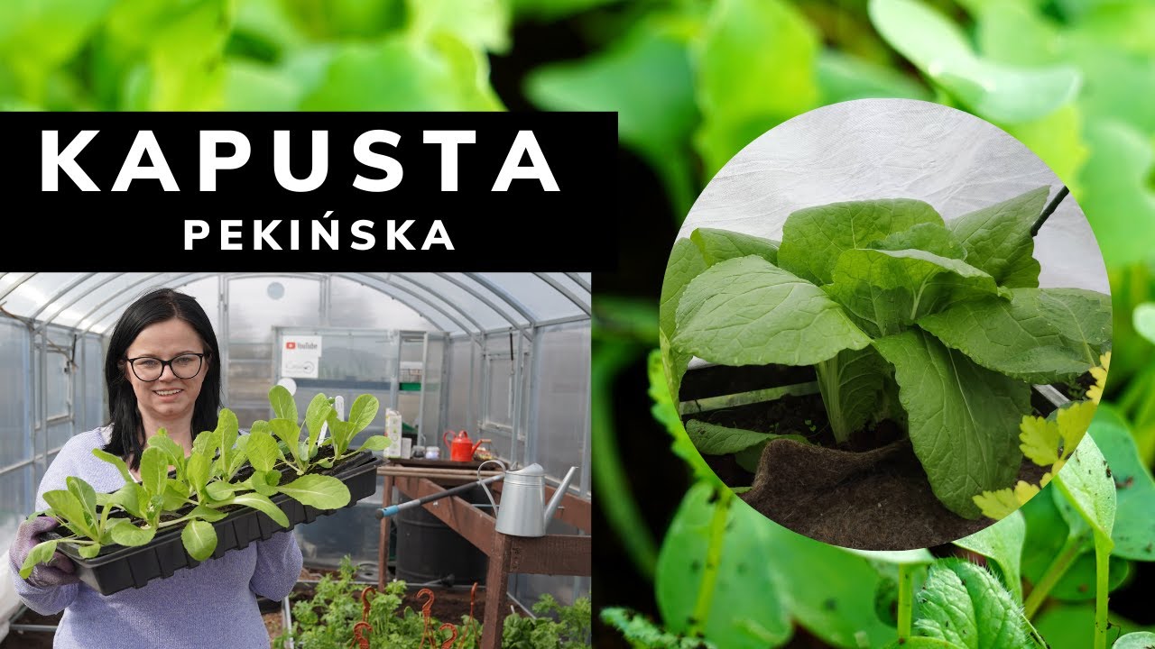 KAPUSTA PEKIŃSKA UPRAWA. Kalendarz ogrodnika. Ogrodnictwo z Kasia in