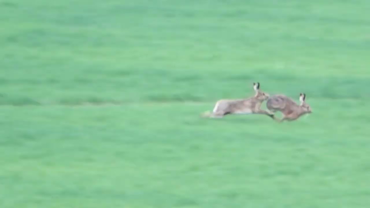March 1st 2026 boxing hares running