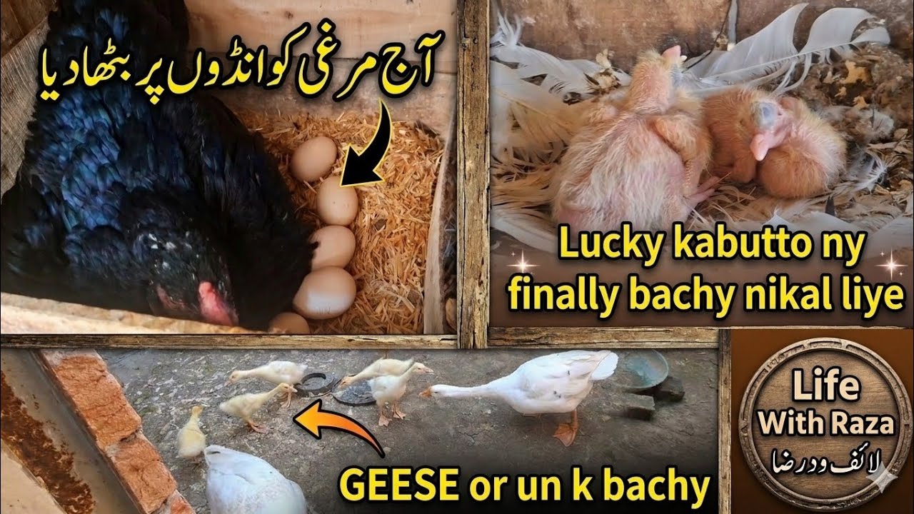 Aj Murgi Ko Andon Par Bitha Diya | Lucky Kabootar Baby Update | Geese Aur Unke Bachon Ka Shoq ❤️