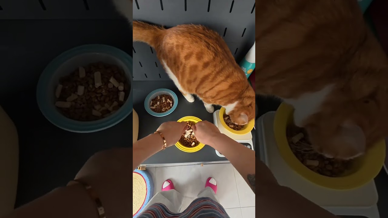 vlog.50 How much work does 12 cats do in a day#Record of real life#I m serious about worki