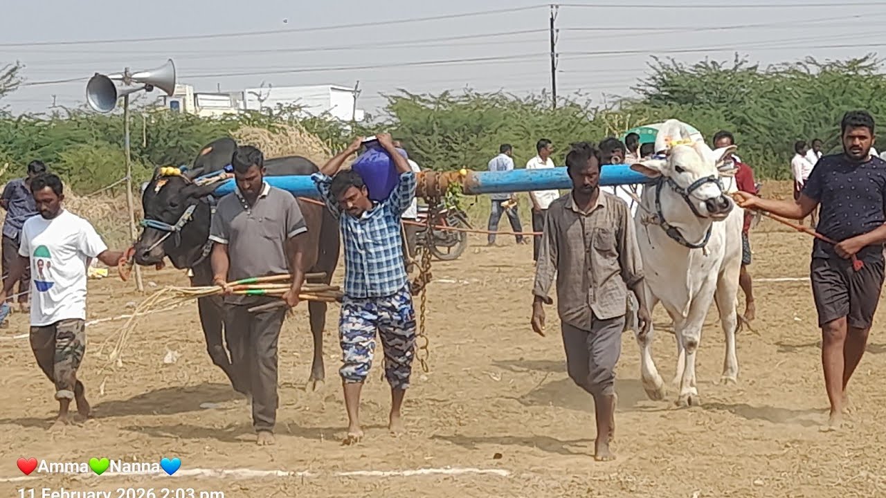 💥🌾దొoడపాడు న్యూ కేటగిరి విభాగానికి 7వ జత తవ్వ రామాంజనేయులు Bulls గారు 💥11-02-2026💥