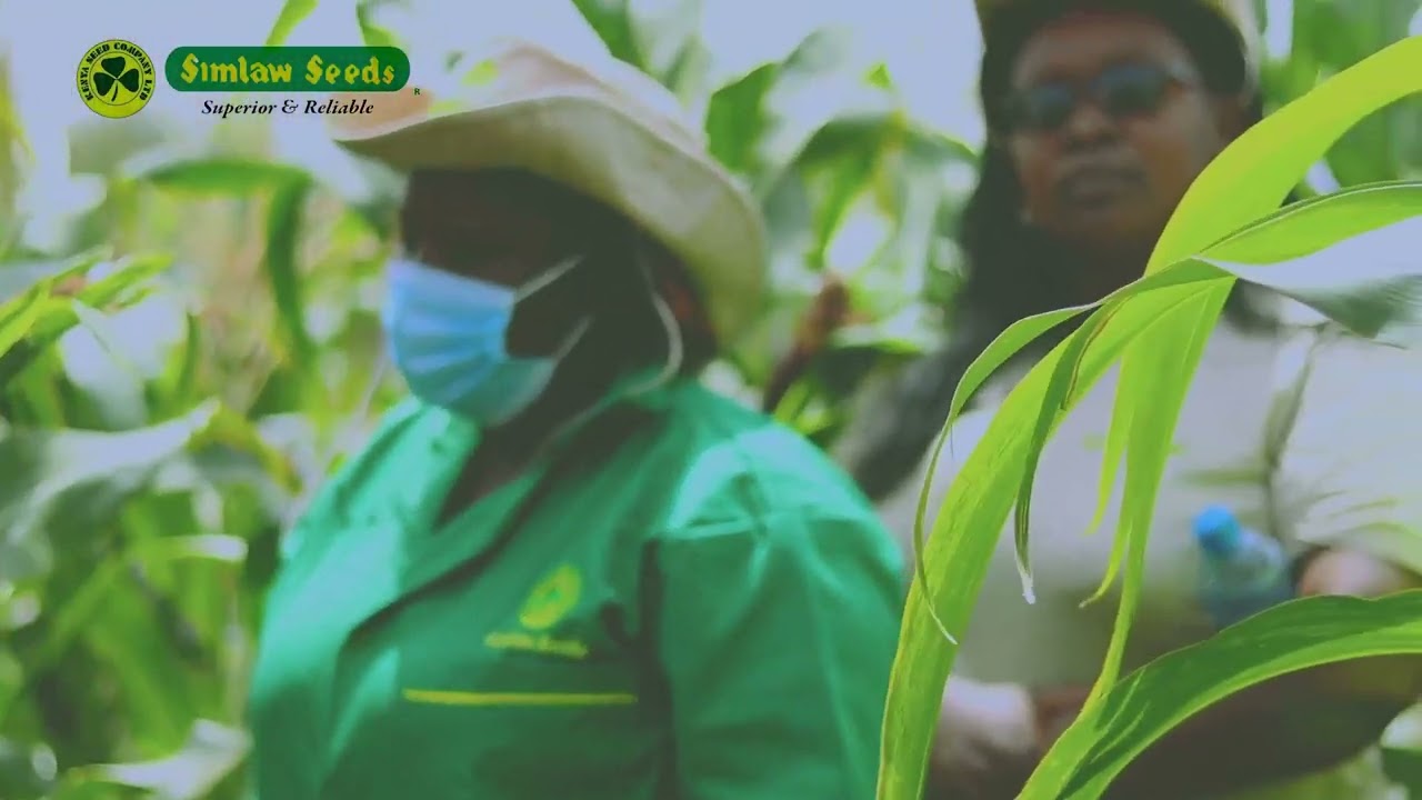 Simlaw Seeds/Kenya seed DH04 Isiolo