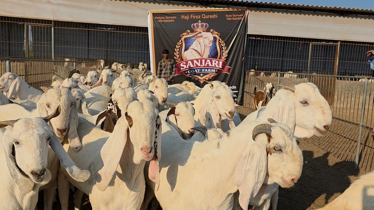 Sanjari Goat Farm Bade Wholesale Sojat Bakre | MM Group Feroz Bhai And Imtiyaz Bhai.