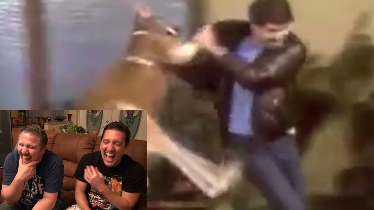 Реакция боксёра-кенгуру Киллера Уилларда!