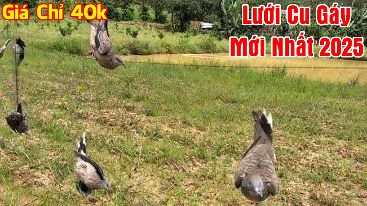 40k Lưới Bẫy Chim Cu Gáy Mới Nhất 2025 , Lưới Tàng Hình Giá Rẻ 0987782098