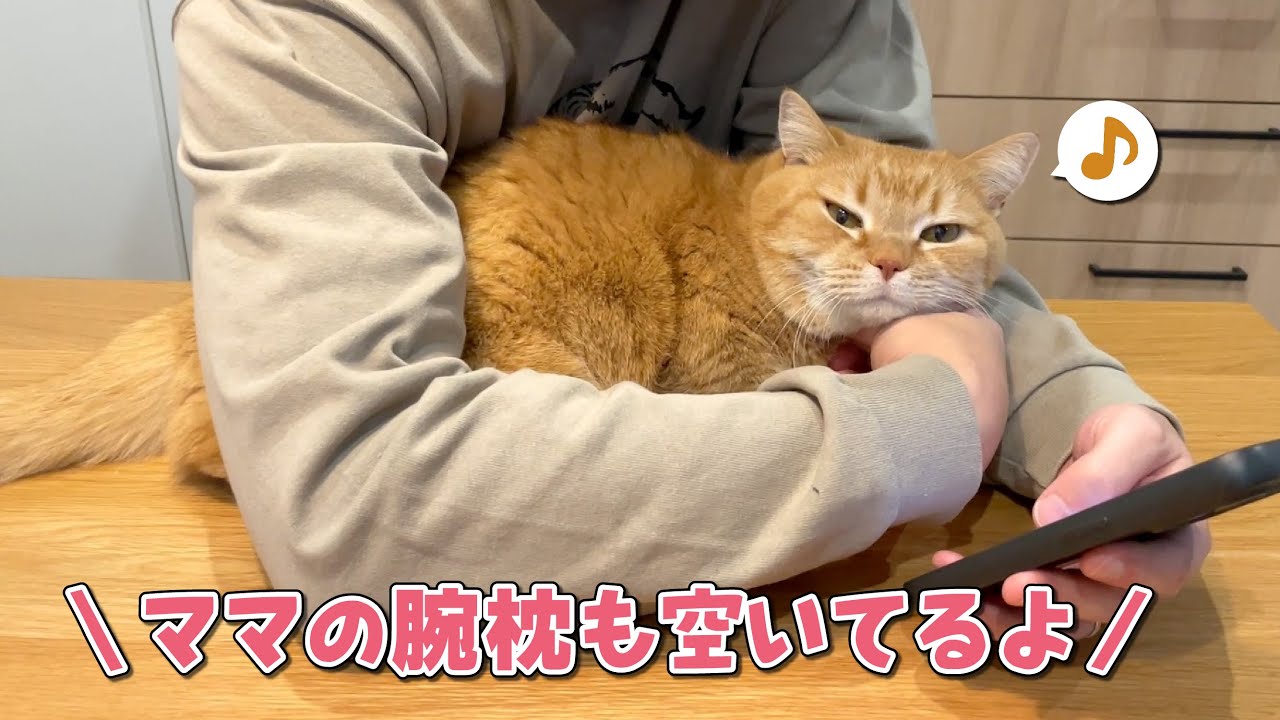 愛猫の腕枕になりたくて取り合いをしていたらまさかの結末に…