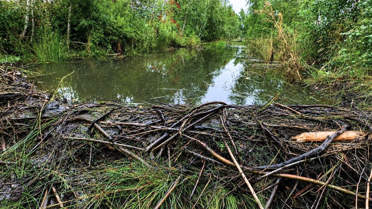 I Broke a Beaver Dam and Unleashed the Water