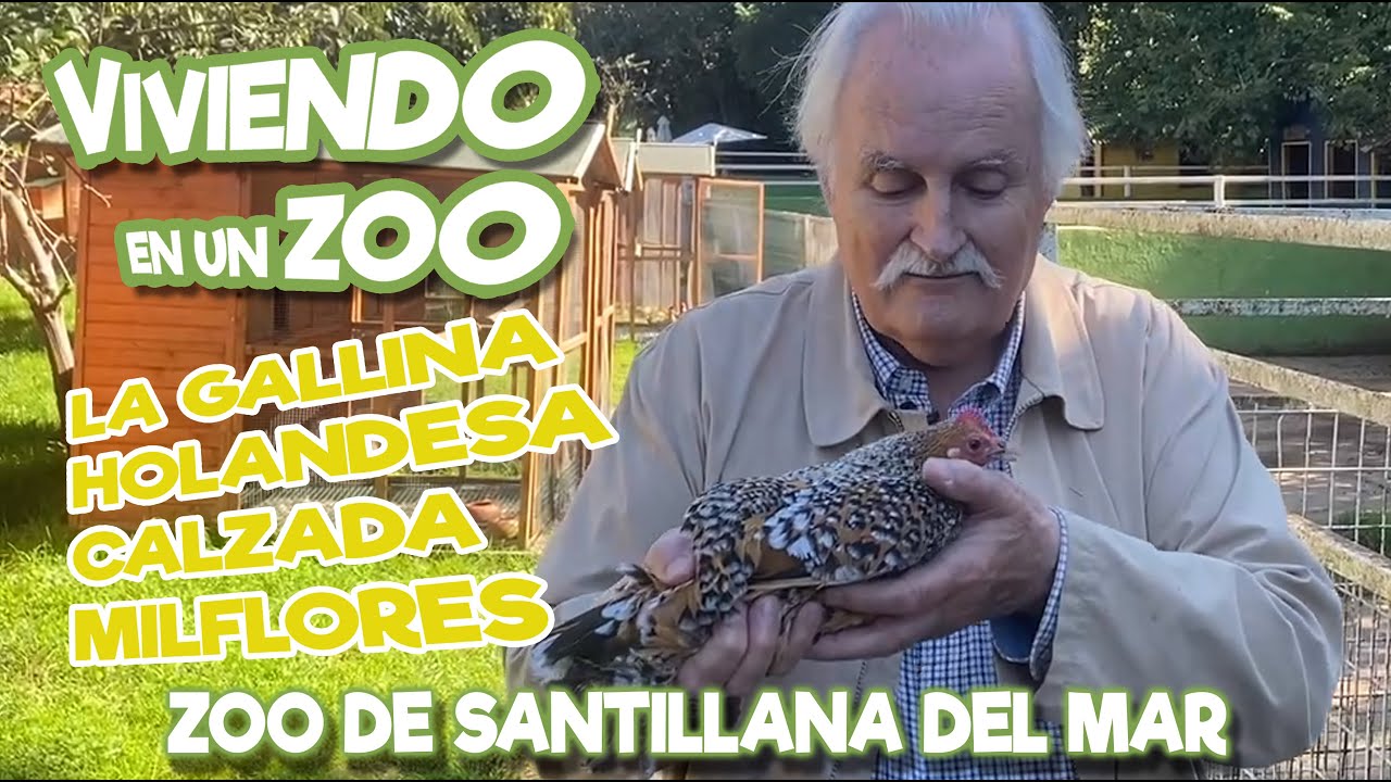 La Gallina holandesa Calzada milflores