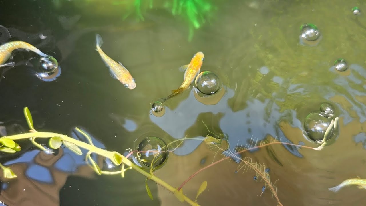 Medaka japanese rice fish outdoors 