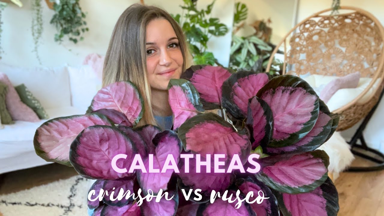 Je me trompais de nom depuis deux ans ! Calathea Crimson VS Rusco