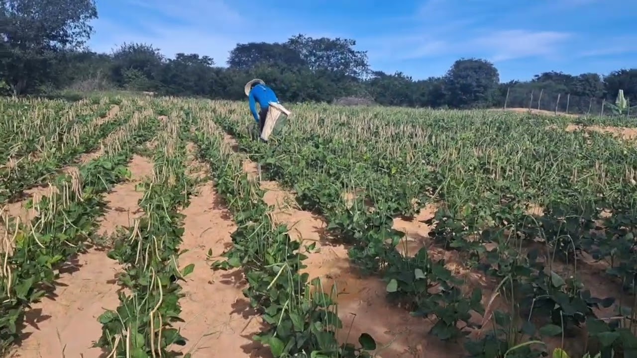 COMEÇOU A COLHEITA DE FEIJÃO! - Sítio Lagoa Nova Macaúbas Ba.