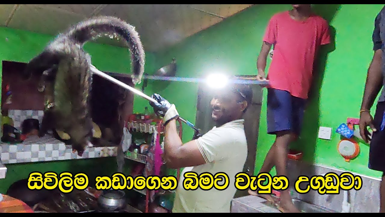 The common palm civet that caused trouble for the residents