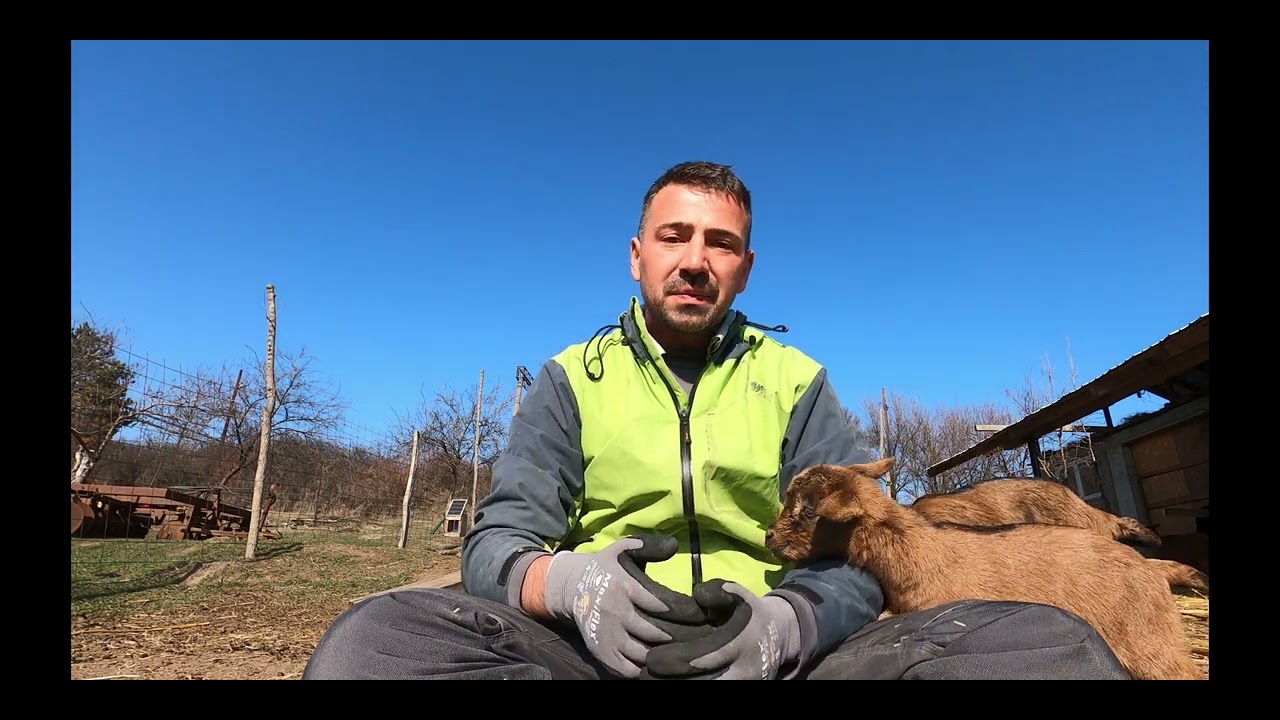Problemele ugerului caprelor. / Mastita si tratarea ei.