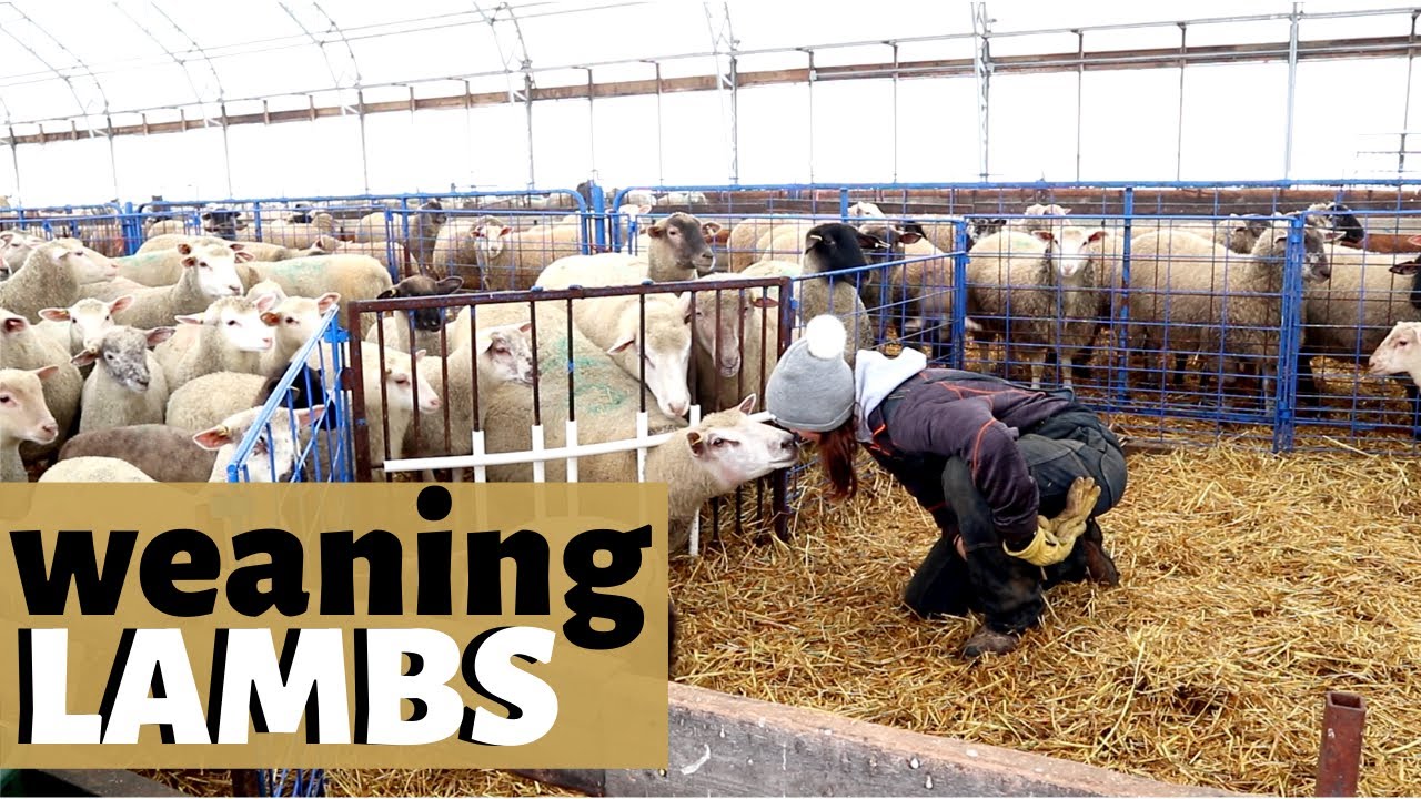How & When We Wean Lambs  (ON OUR INDOOR SHEEP FARM): Vlog 178