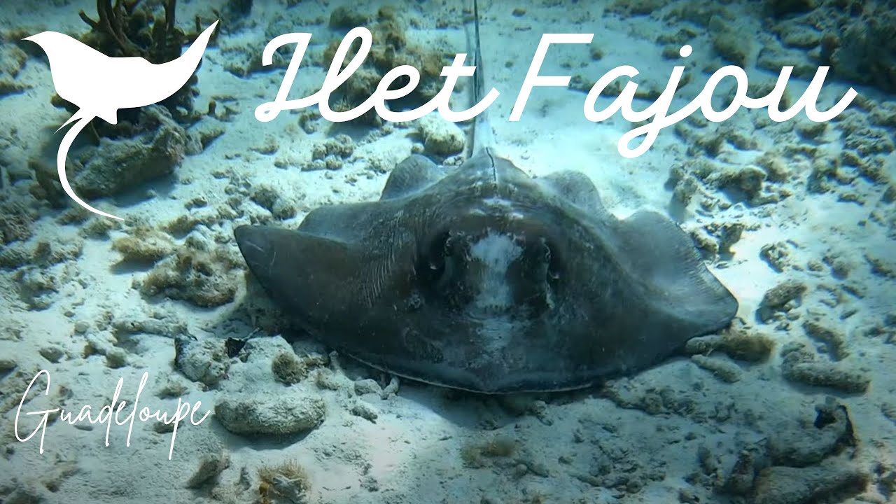 Une raie pastenague sous le bateau ! Guadeloupe ilet Fajou, 4k snorkeling