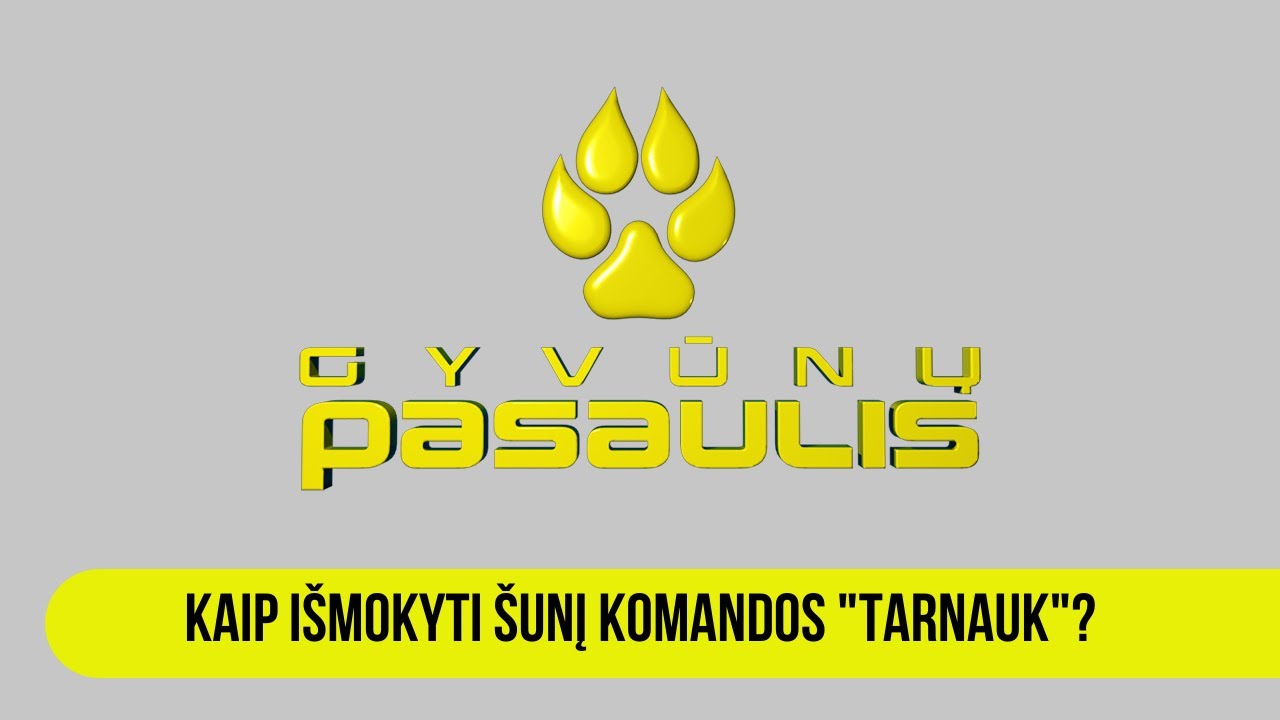 Kaip išmokyti šunį komandos 