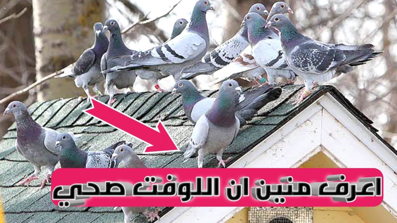 يعني اي لوفت صحي للحمام الزاجل؟