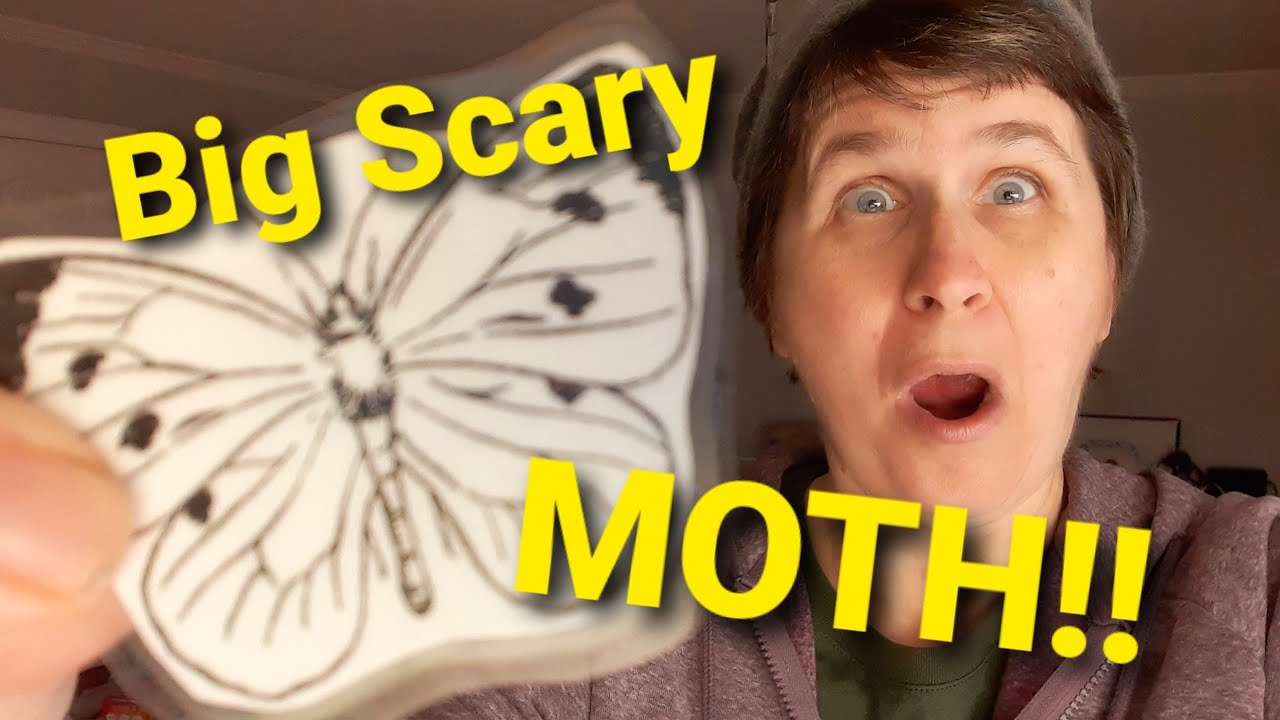 Do These 3 Things If You Have Cabbage Moths | Bugs Eating My Cabbage!!