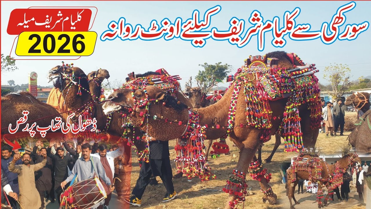 Kalyam Sharif Mela 2025 | Camel Ready for Kalyam sharif Mela| Camels depart from Surakhi Kalyam 2026
