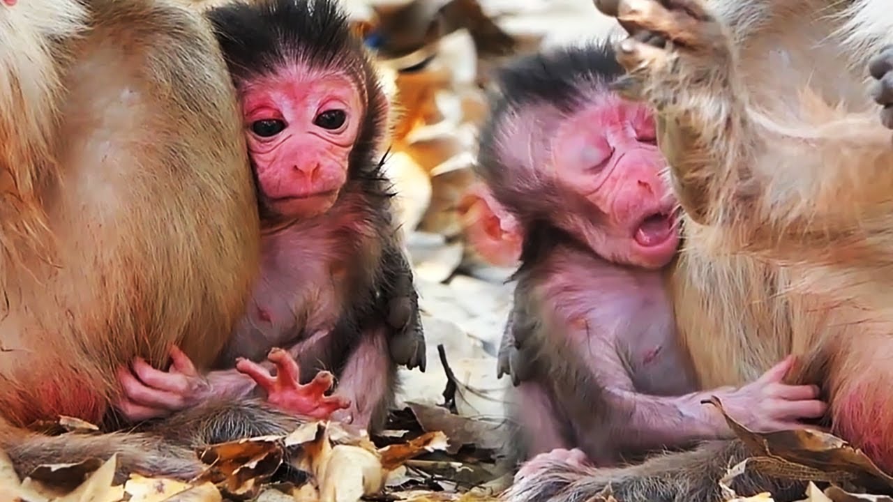 Top Cute Moments 2026 Of Newborn Baby Monkey, Compilation Clip 2026