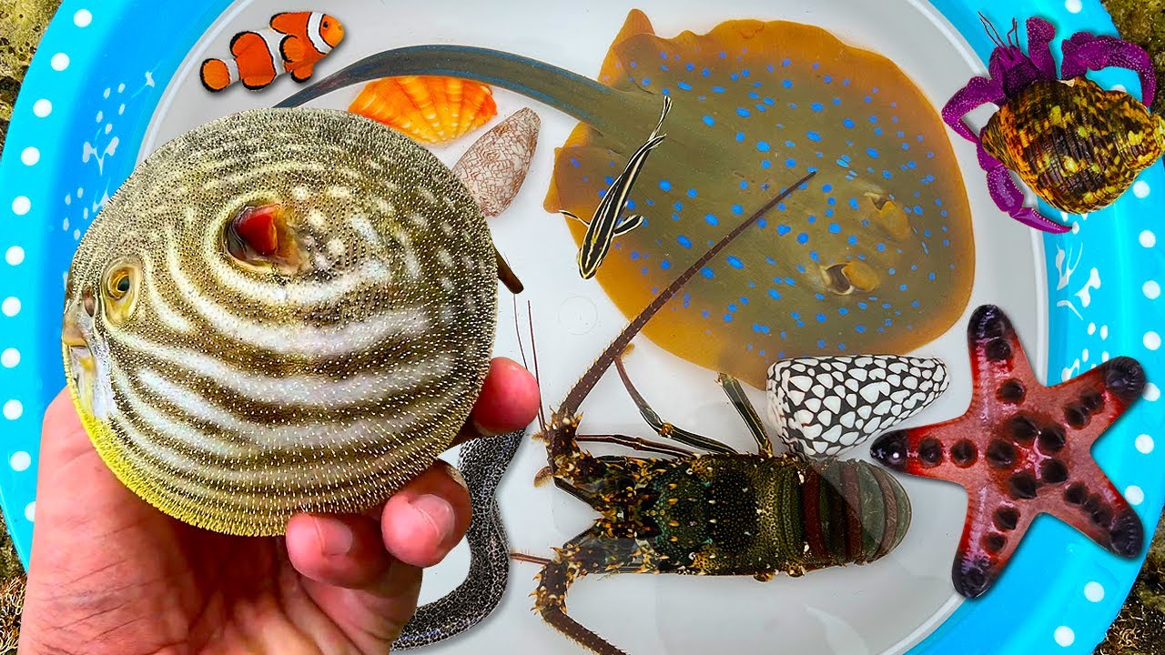 Tangkap ikan buntal dan kerang, kelomang, keong, ikan pari, ikan hias, ikan nemo, ikan laut, belut