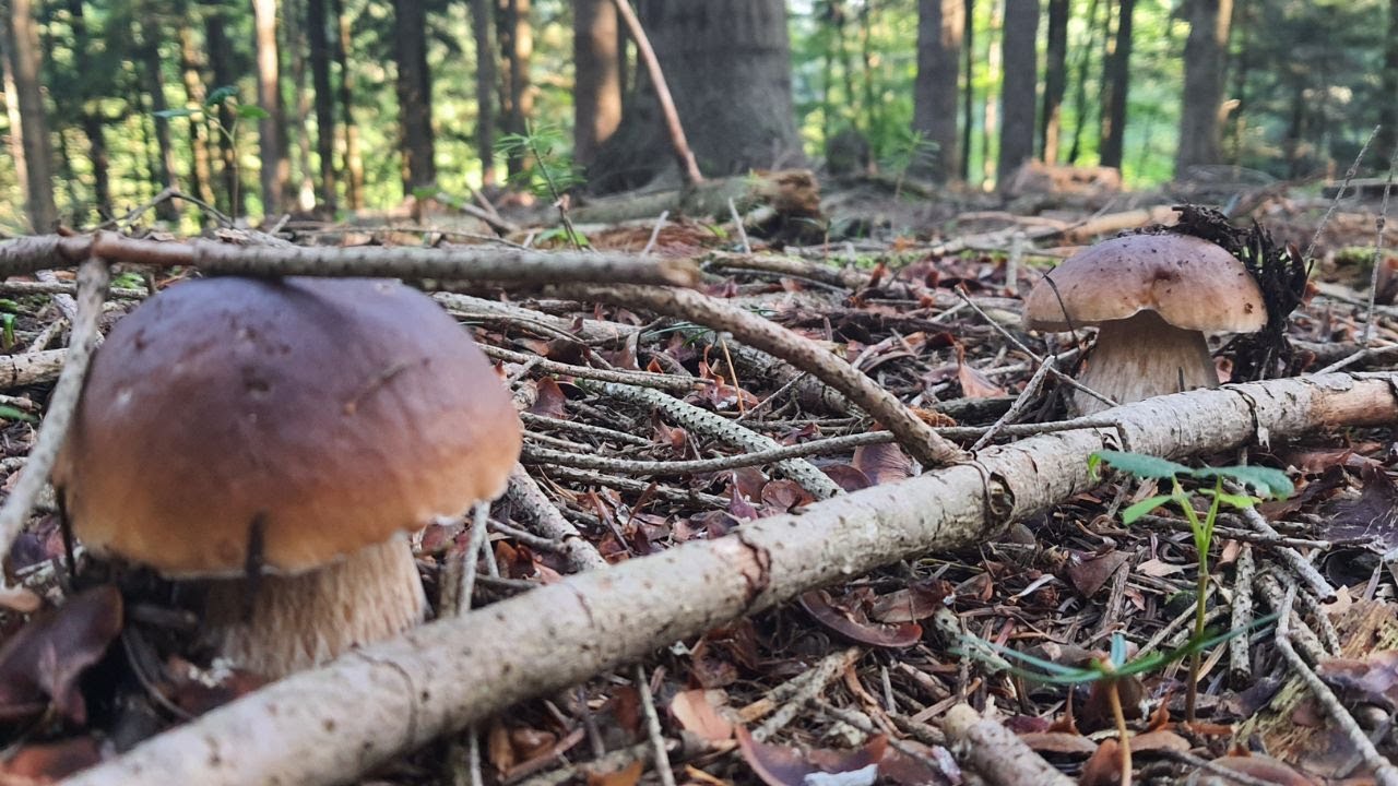 GRZYBY 2023 Młode Borowiki nie zawiodły - wysypało w Beskid Niski Podkarpacie fungi, pilze, mushroms
