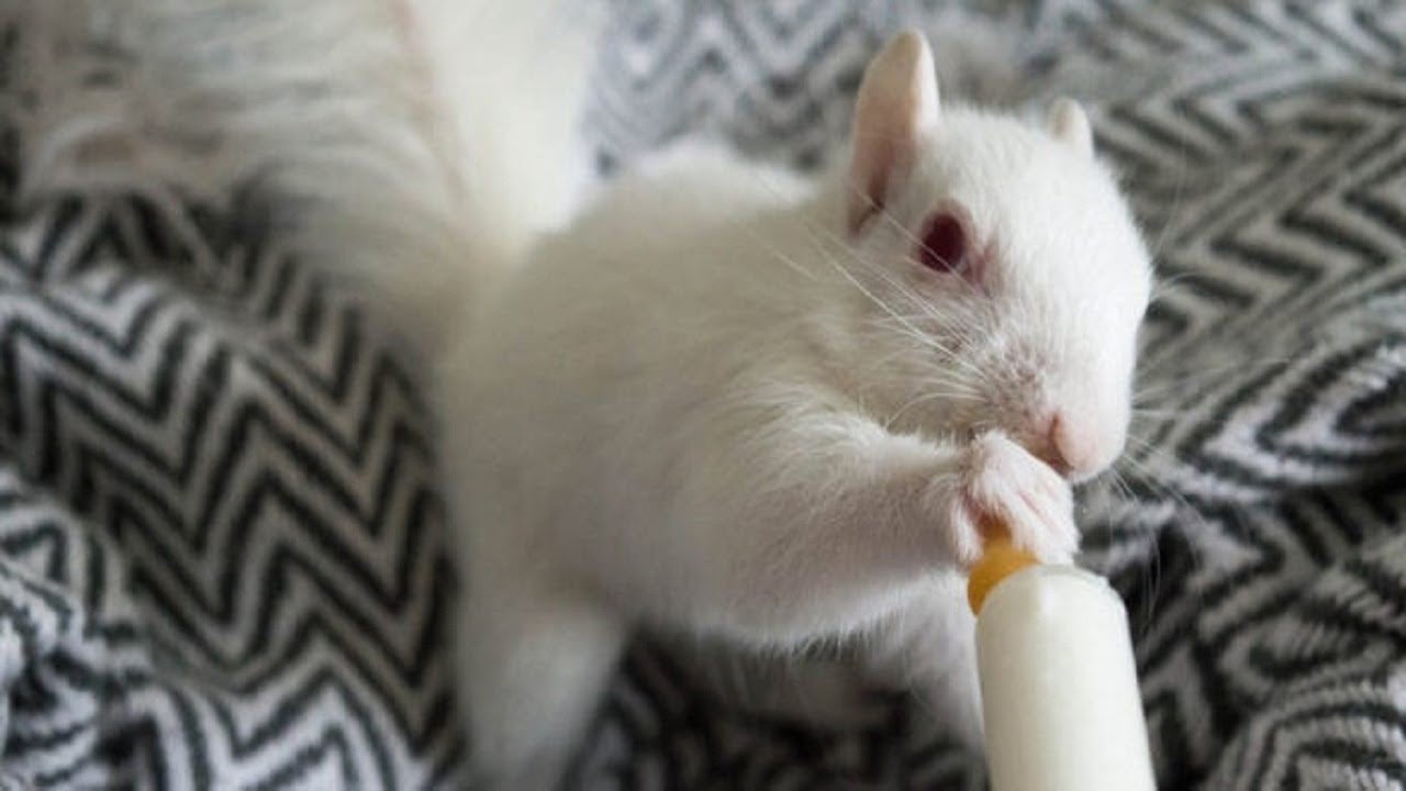 Rare White Squirrel Mysteriously Dropped Off On Person’s Doorstep