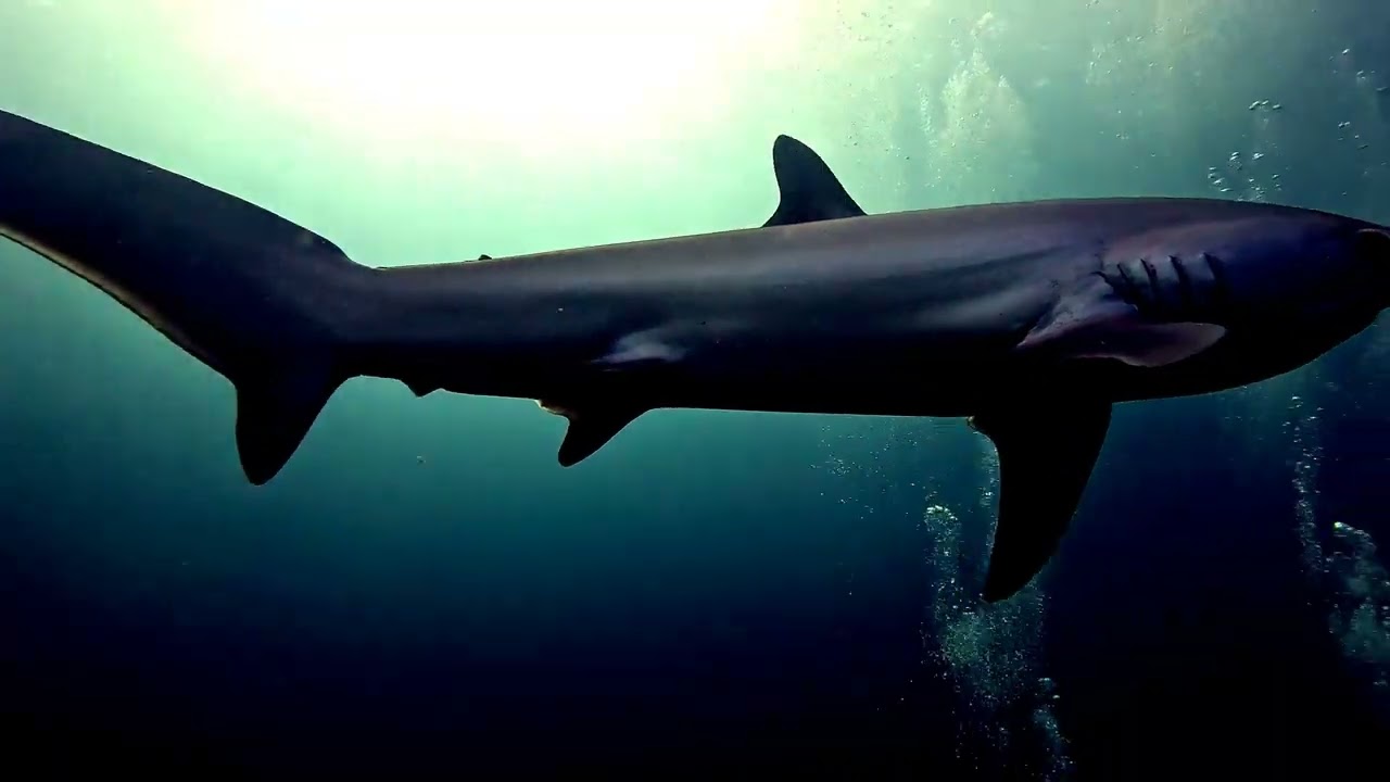 Thresher Sharks at Kimud Shoal, Philippines 🇵🇭
