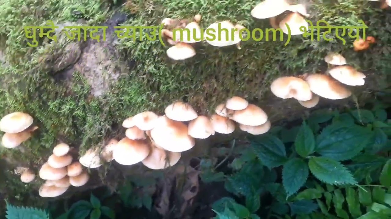 #Mushroom#च्याउ#vegetables#तरकारी#Hunting# my channel name is uttam purja#