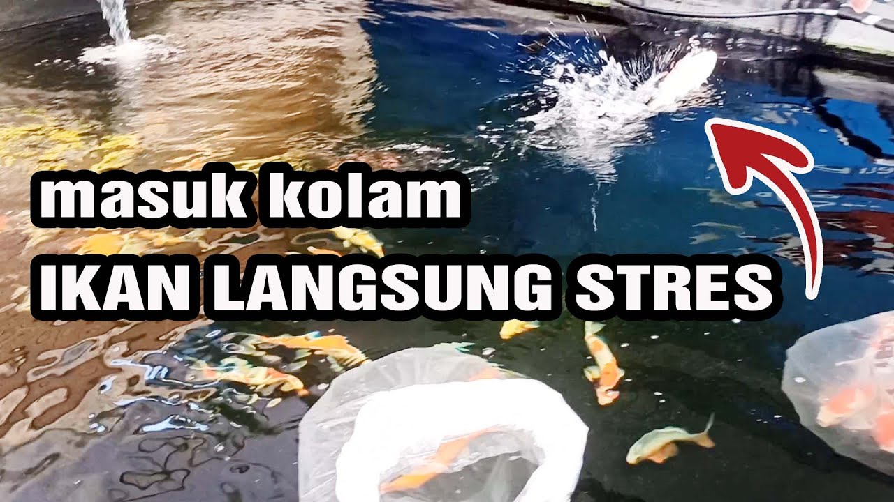IKAN KOI SEHAT MASUK KOLAM LANGSUNG STRES