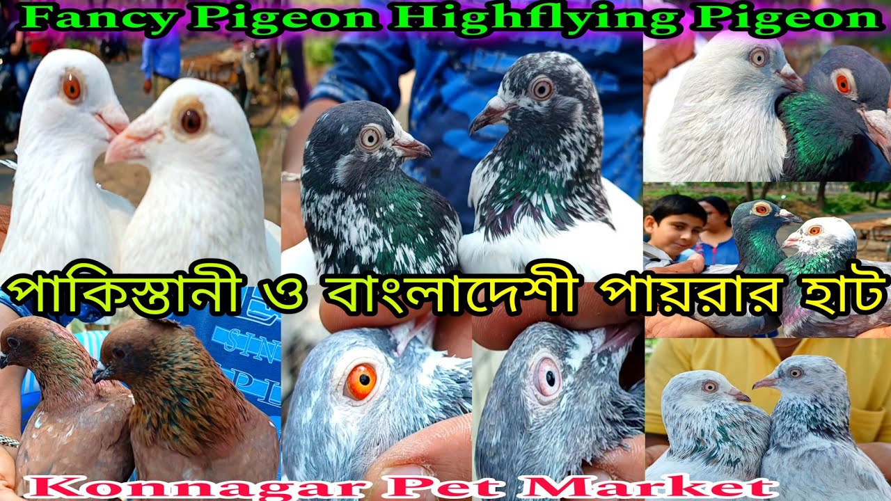 পাকিস্তানী ও বাংলাদেশী পায়রা কোন্নগরের হাটে🕊🕊🕊Konnagar Pet Market🕊🕊Highflying Pigeon🕊Fancy Pigeon