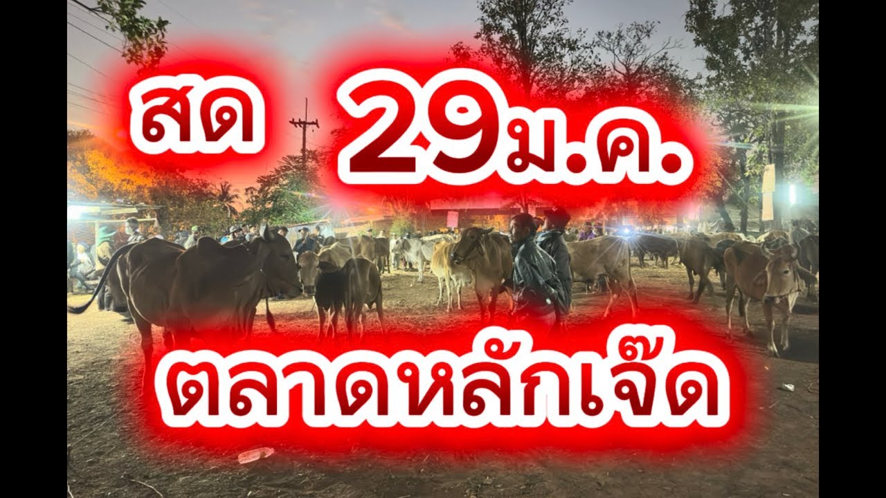 ชมบรรยากาศตลาดนัดโคกระบือหลักเจ็ด อ.พรรณานิคม จ.สกลนคร #ราคาวัววันนี้ 29/1/69