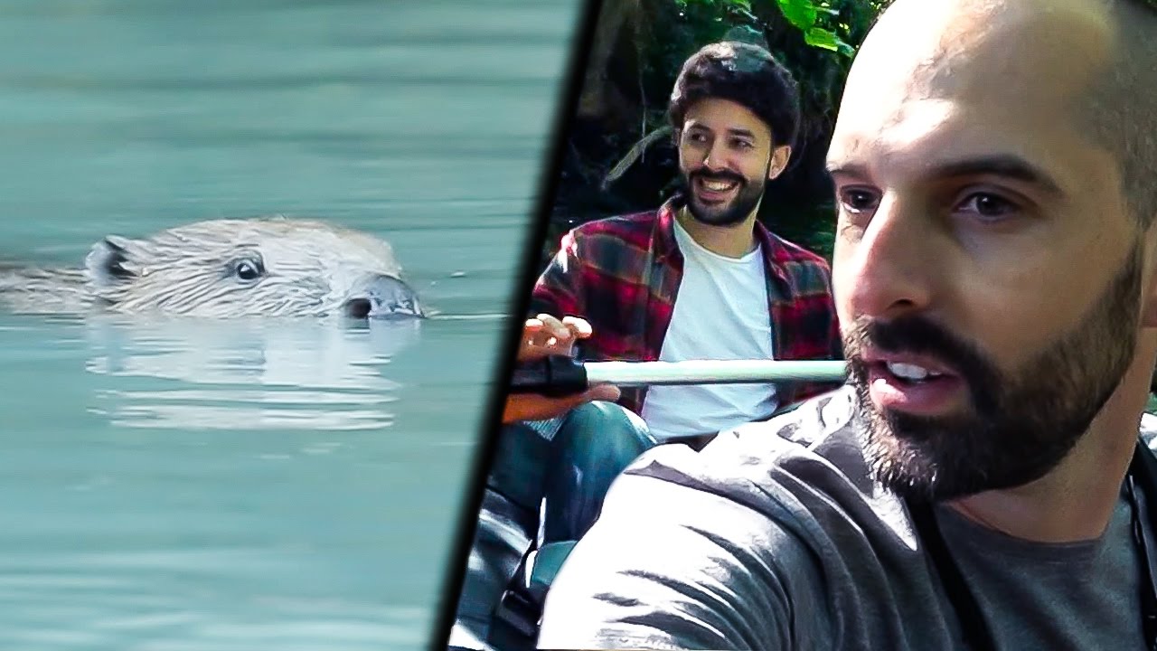 GUETTER LE CASTOR (ANIMALIS)