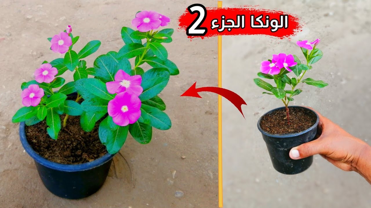 الونكا عين البزون طريقة نقلها الي اصيص اكبر حجماً وجعلها ضخمه