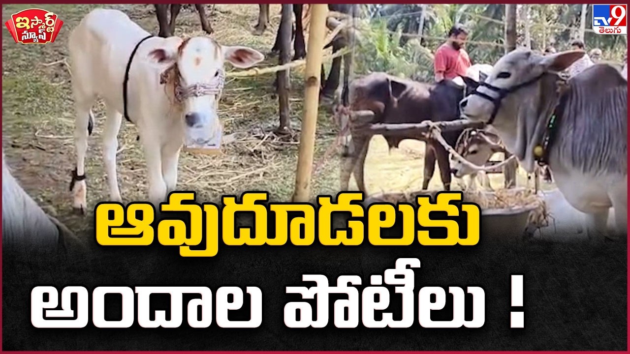 iSmart News : ఆవుదూడలకు అందాల పోటీలు | Cow Calves Beauty Contest in AP - TV9