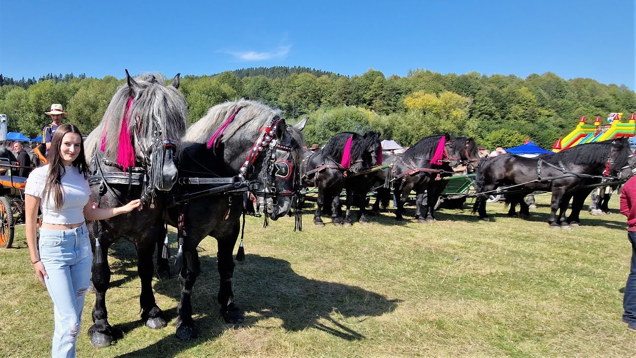 Târgul de cai de la Gura Putnei -Bucovina 17 Septembrie 2023 NOU!!!