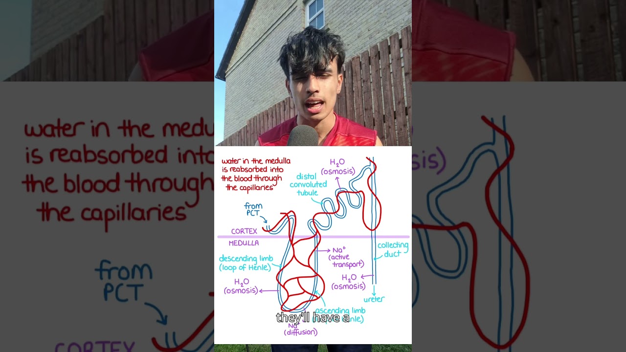 LOOP OF HENLE EXPLAINED!!!