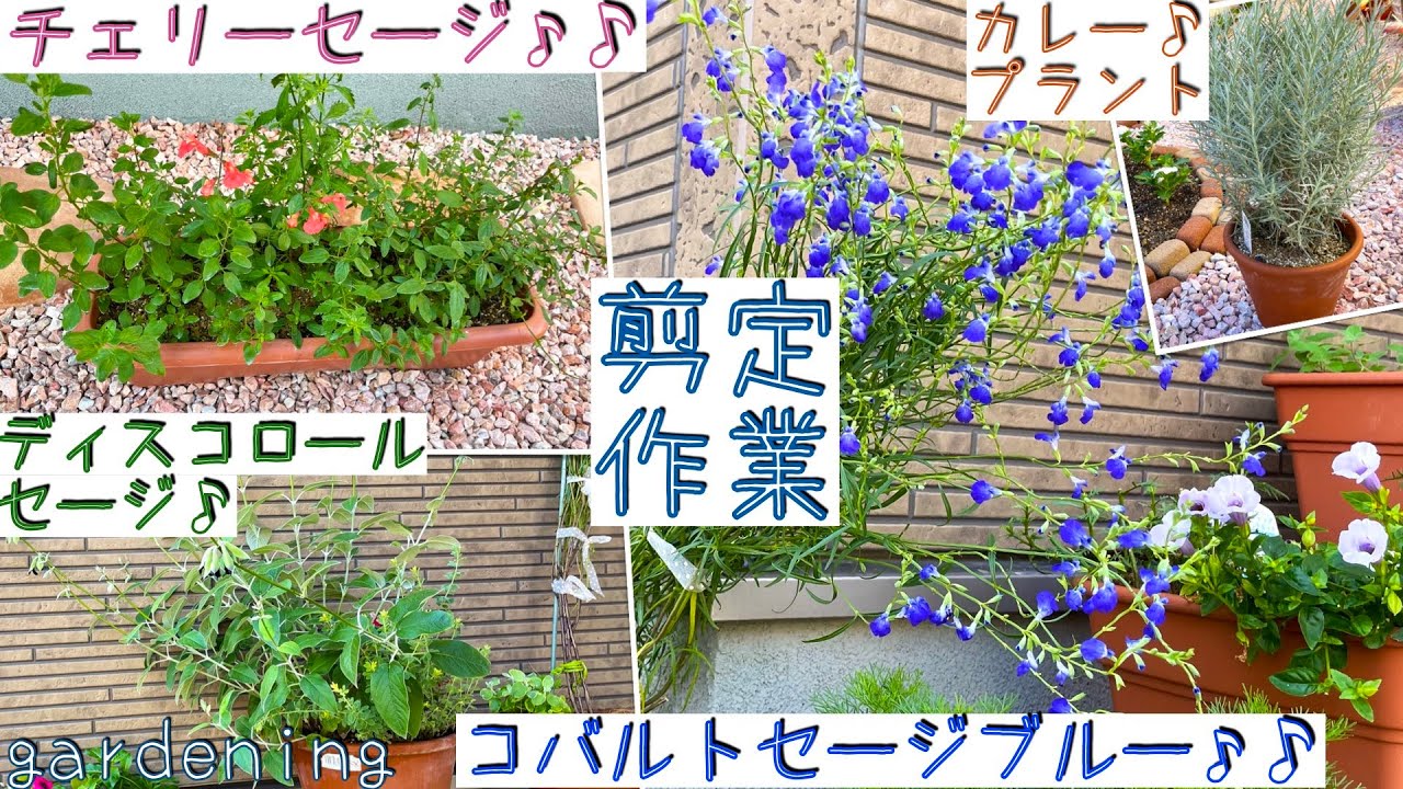 【チェリーセージ】冬備えセージ達を剪定/夏花お別れ前/ビオラの花摘み。