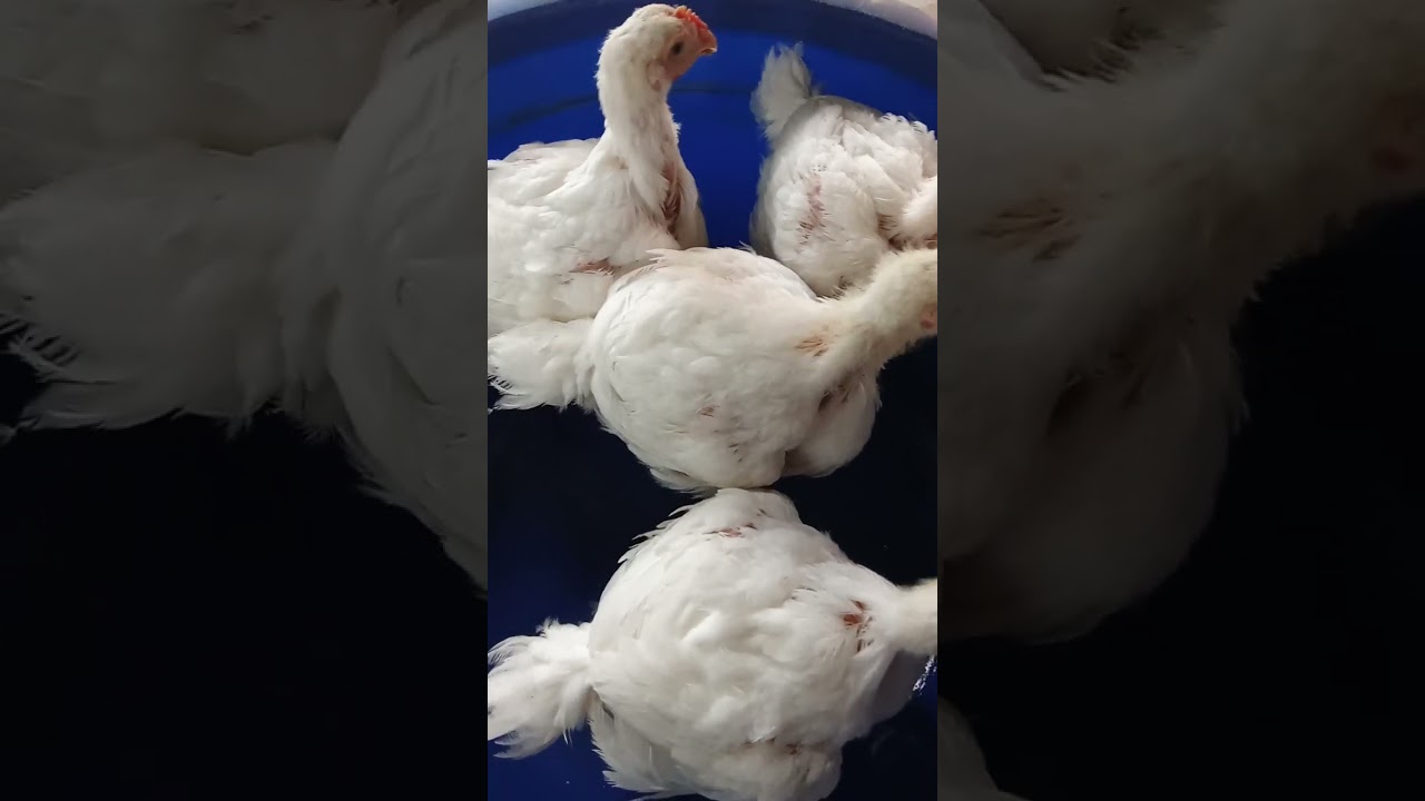 08033193602  Broilers of 4 weeks fed with BSF Larvae, Azolla,feeds weighed 1.250kg  to 1.300kg in Ni