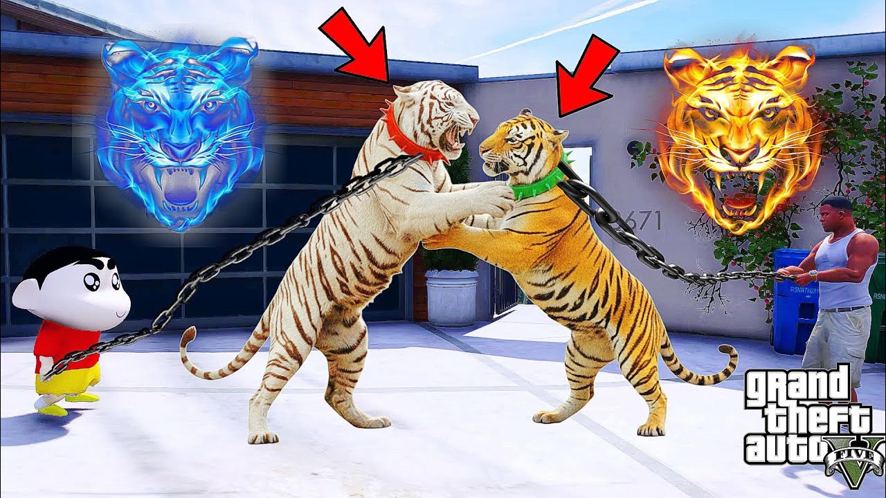 Franklin Bengal Tiger Vs Shinchan White tiger in GTA 5 
