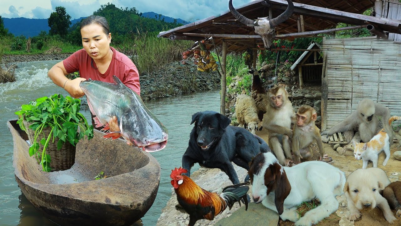 survival in the rainforest-found fish with sweet potato leaves for cook & give to pets HD