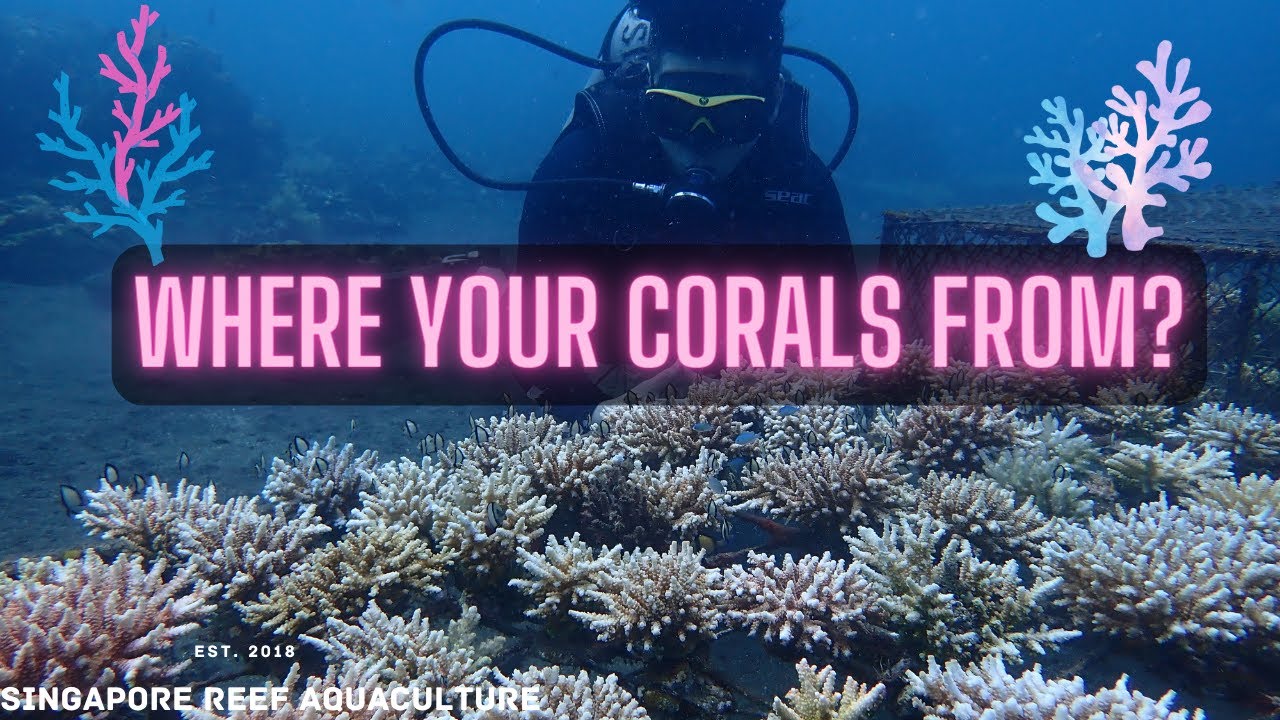 Where your corals come from ?? FIRST EVER UNDERWATER PRIVATE TOUR !! FULL ACCESS TOUR IN CORAL FARM