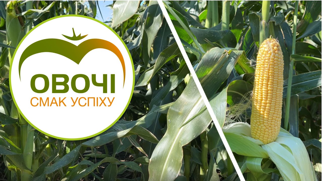 Як впливають пізні строки посіву на урожай цукрової кукурудзи | Овочі.Смак успіху